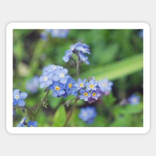 Forget-Me-Nots 2 Sticker